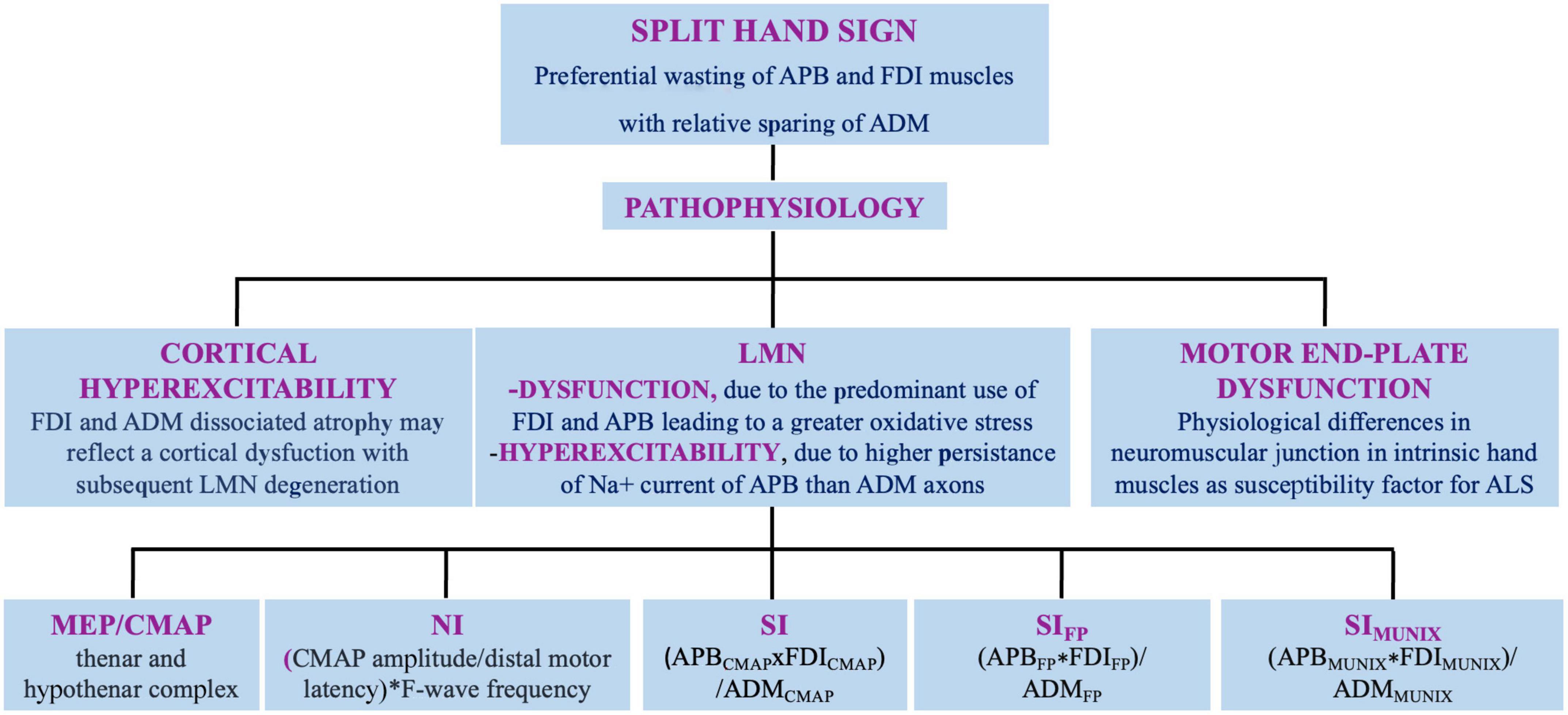 Split phenomena in amyotrophic lateral sclerosis: Current evidences, pathogenetic hypotheses and diagnostic implications